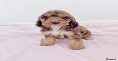 Cockapoo dogs - Advert 3