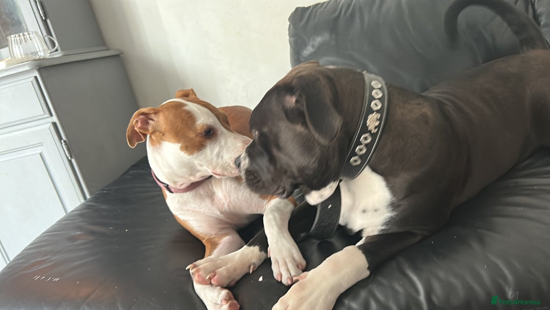 Mastiff dogs for sale: 2 beautiful mastiff puppy’s one male one female  - Image 1