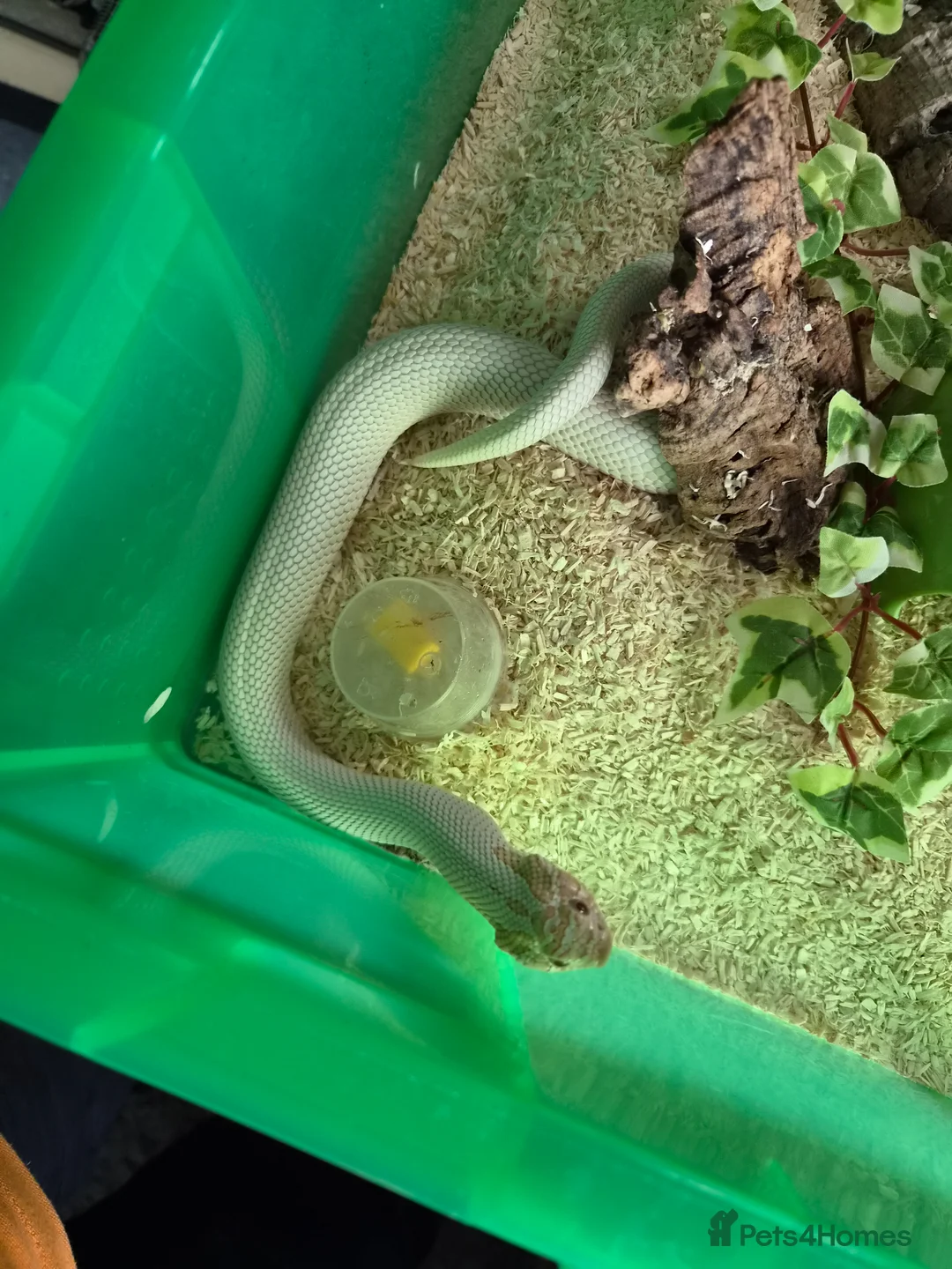 Mixed Breed reptiles for sale: Selling all reptiles reduced prices - Advert 2