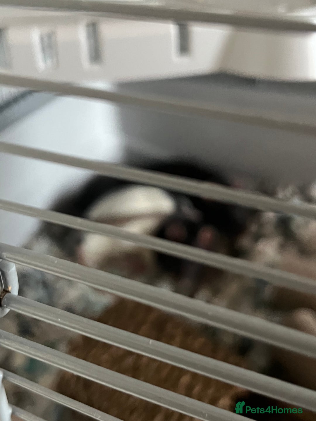 Rat rodents for sale: Two male rats - Advert 4