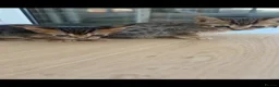 Savannah cats for sale: Savannah x Bengal kittens in Leicester - Advert 9