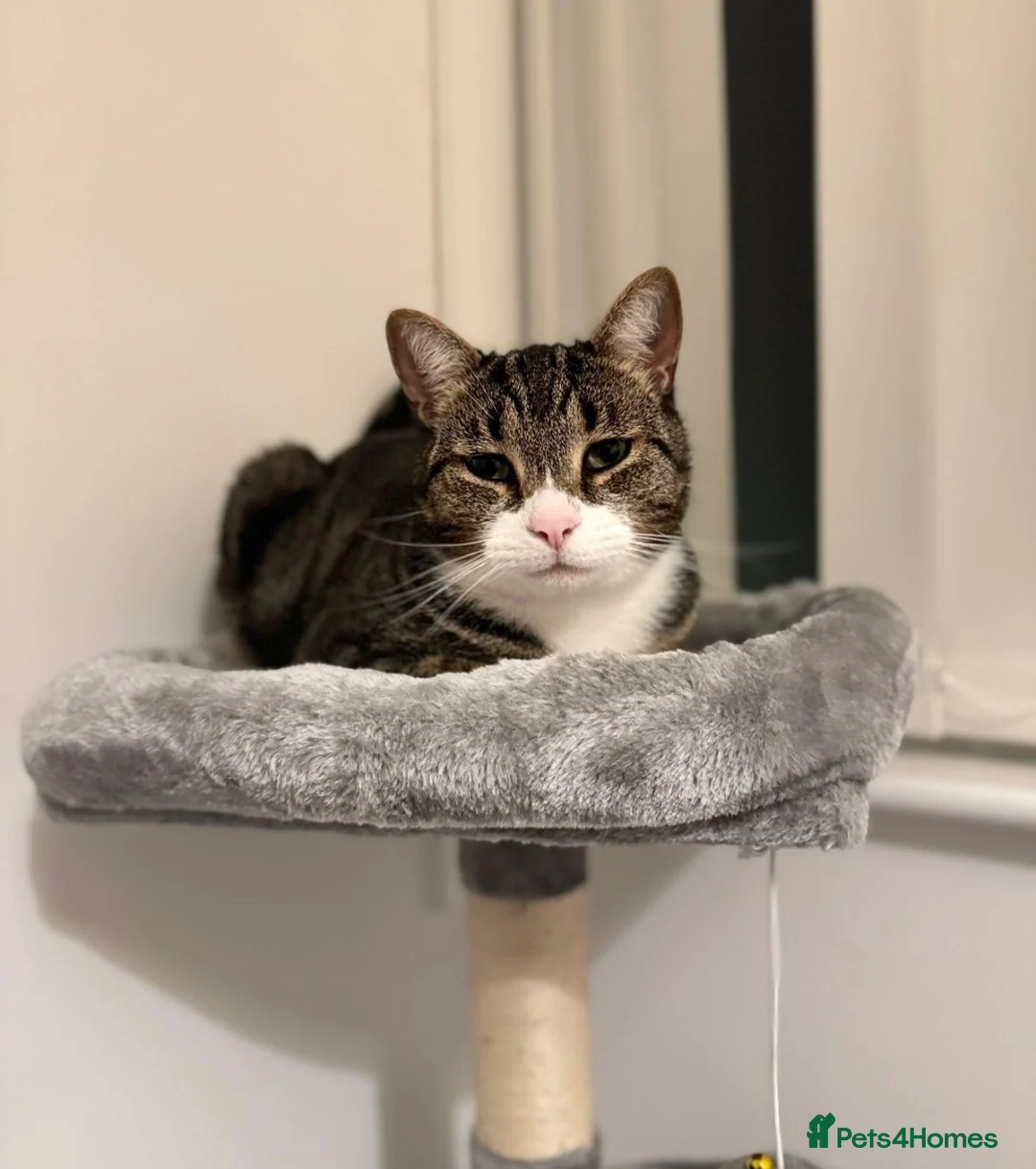 Mixed Breed cats for sale: Male Tabby Cat - Advert 1