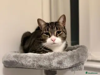 Mixed Breed cats Male Tabby Cat - Advert 4