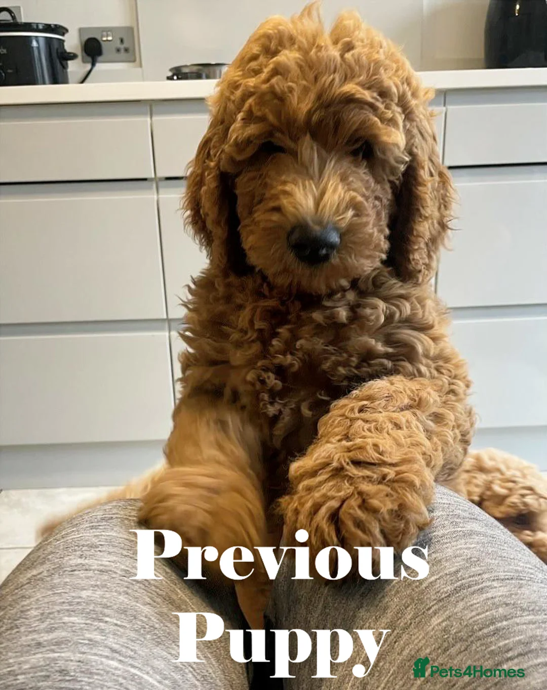 Double Doodle dogs for sale: Nell is expecting Double Doodles  - Advert 5