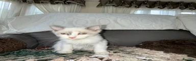 Ragdoll 2