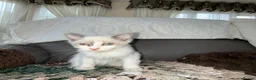 Ragdoll cats for sale: Beautiful RAGDOLL KITTENS  in Chichester - Advert 13
