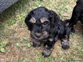 Cockapoo dogs Three beautiful female cockapoo - Advert 13