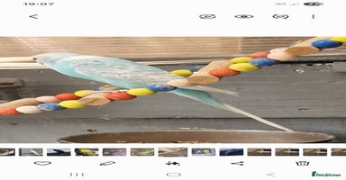 Budgerigars birds - Advert 14