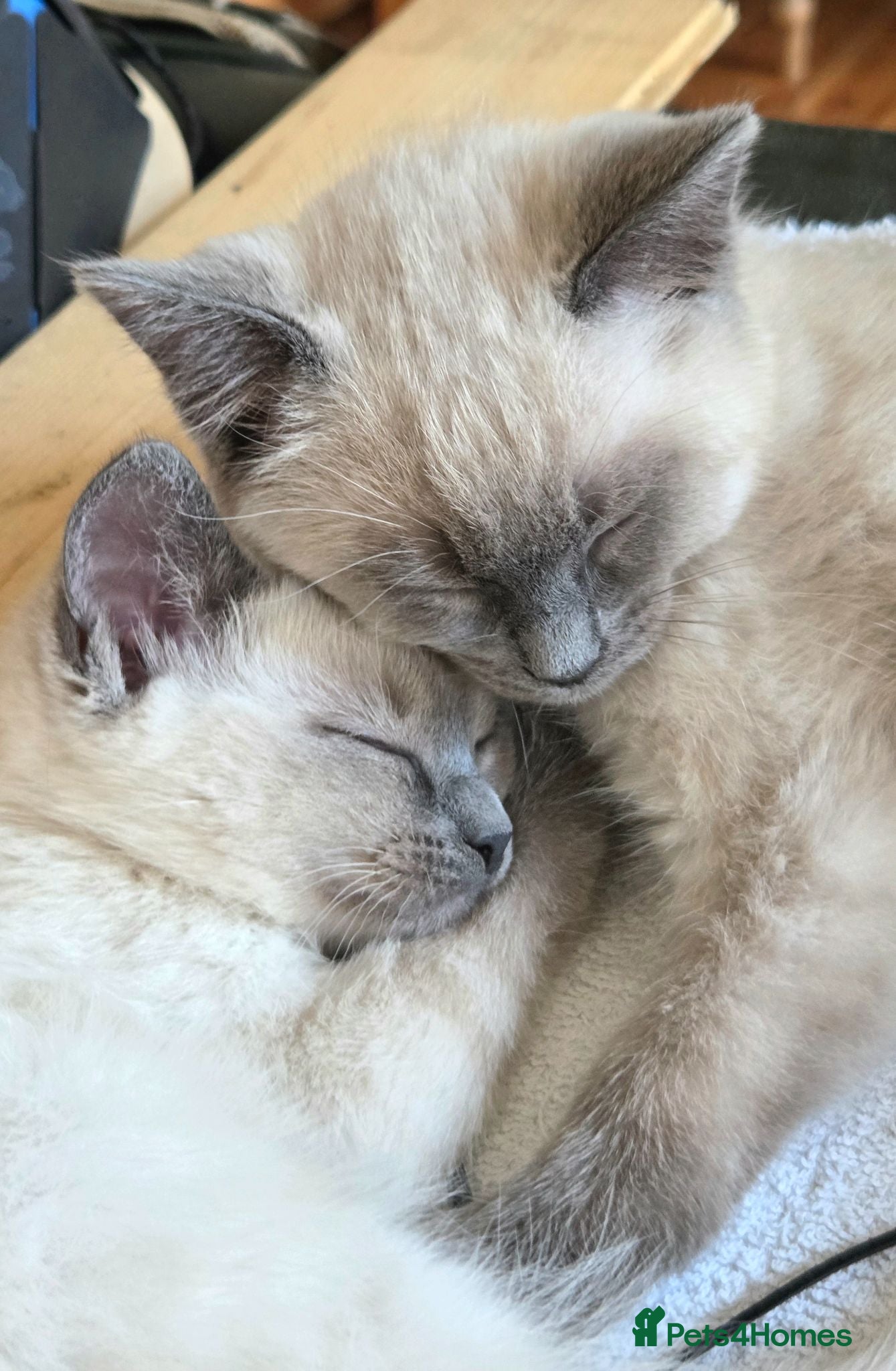 Ragdoll cats Gorgeous friendly Ragdoll kittens - Advert 15
