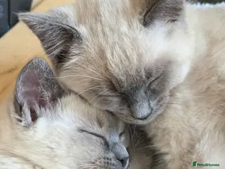 Ragdoll cats Gorgeous friendly Ragdoll kittens - Advert 15