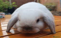 Mini Lop rabbits for sale: Friendly baby rabbits available to loving homes - Image 10