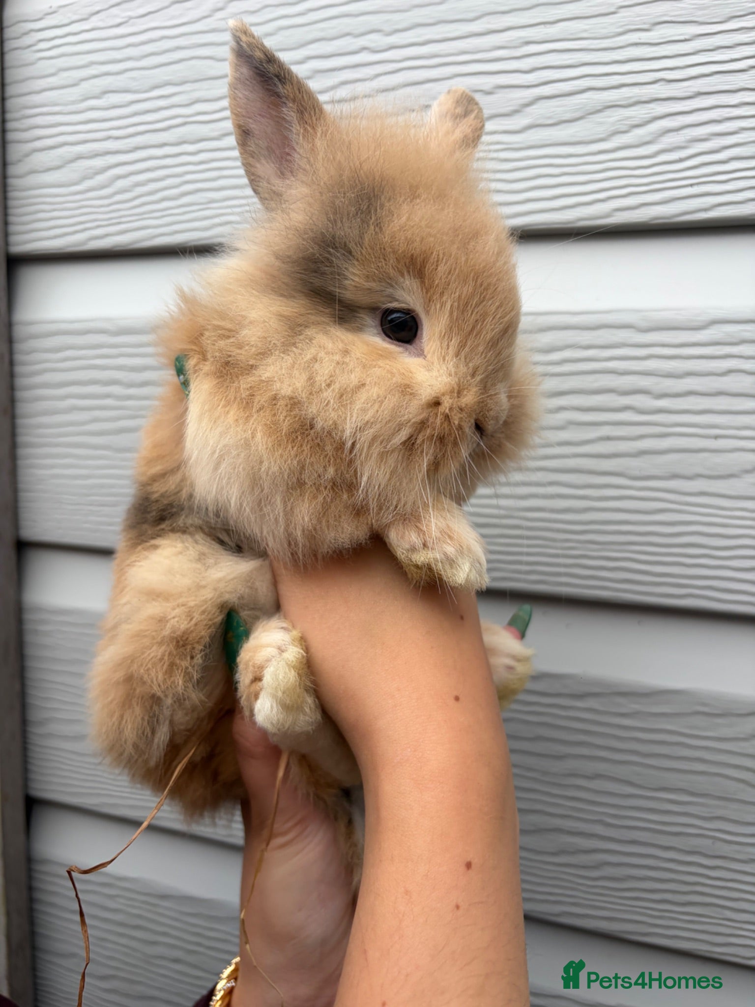 Mixed Breed rabbits Lionhead x Dwarf Lop double maned bunnies - Advert 11