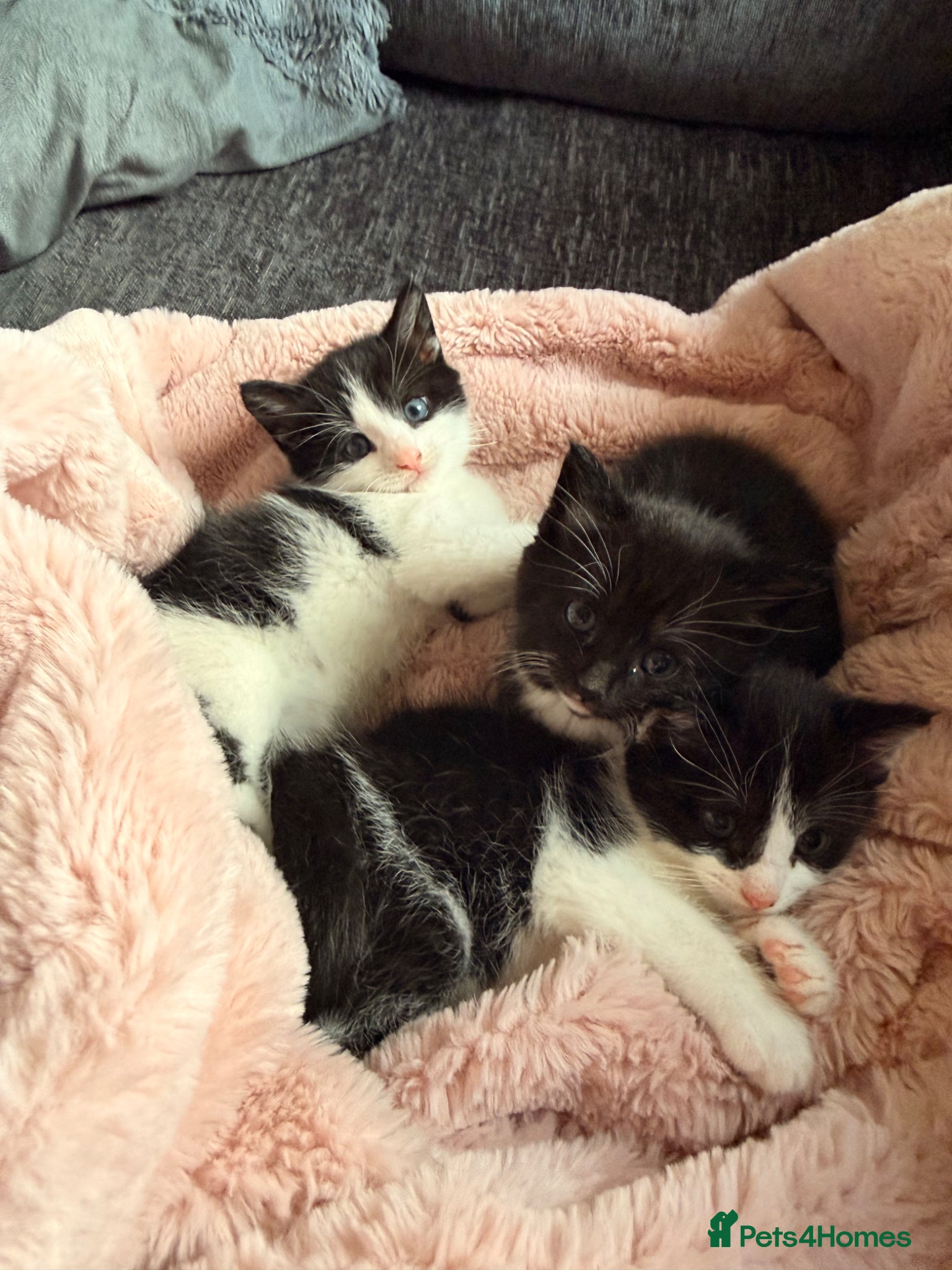Mixed Breed cats 3 mix breed kittens looking for new home  - Advert 8