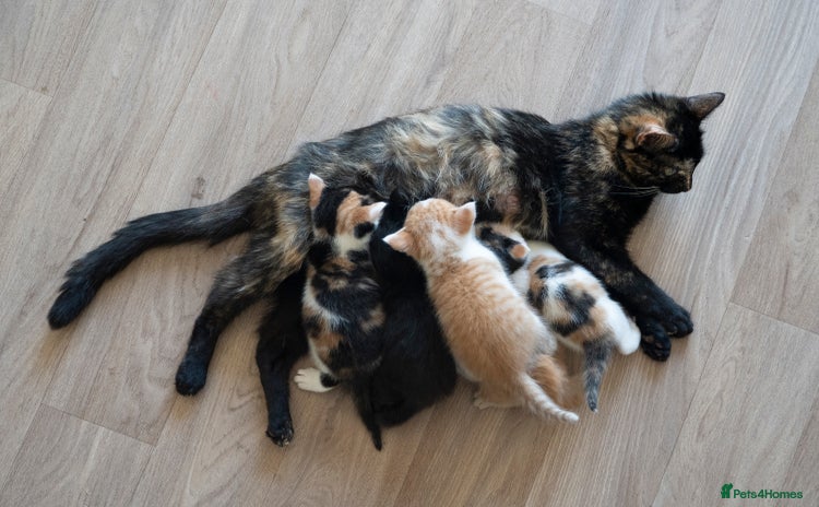 Mixed Breed cats - Advert 2