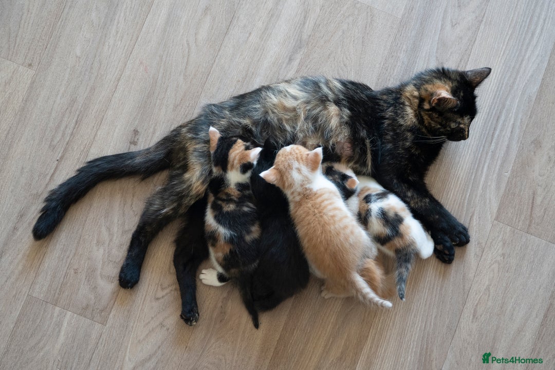 Mixed Breed cats for sale: 4 LOVEY CATS in ESSEX - 2 MALE & 2 FEMALE  - Image 1