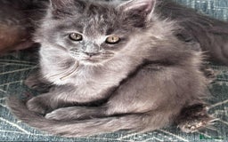 Maine Coon cats for sale: Beautiful GCCF reg Mainecoon kittens available  - Image 24