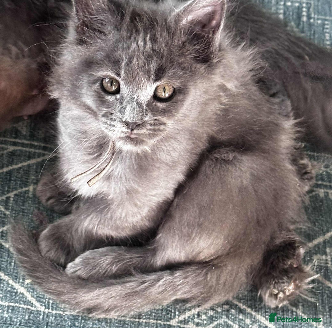 Maine Coon cats for sale: Beautiful GCCF reg Mainecoon kittens available  - Image 24