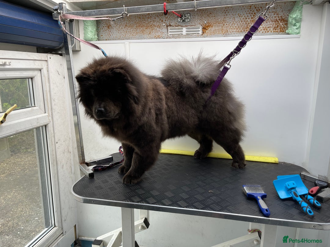Chow Chow dogs for sale: Blue Chow Chow Female - Image 14