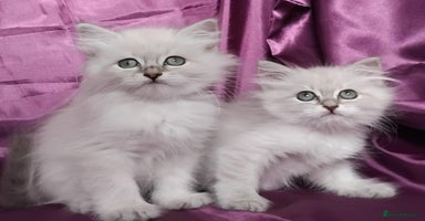 Siberian cats - Advert 2