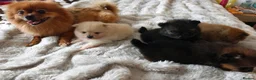 Pomeranian dogs for sale: TeddyBear Pomeranian puppies - Advert 4