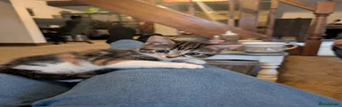 Mixed Breed Kitten 3