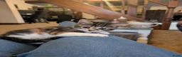 Mixed Breed cats for sale: Three kittens looking for new home - Advert 5