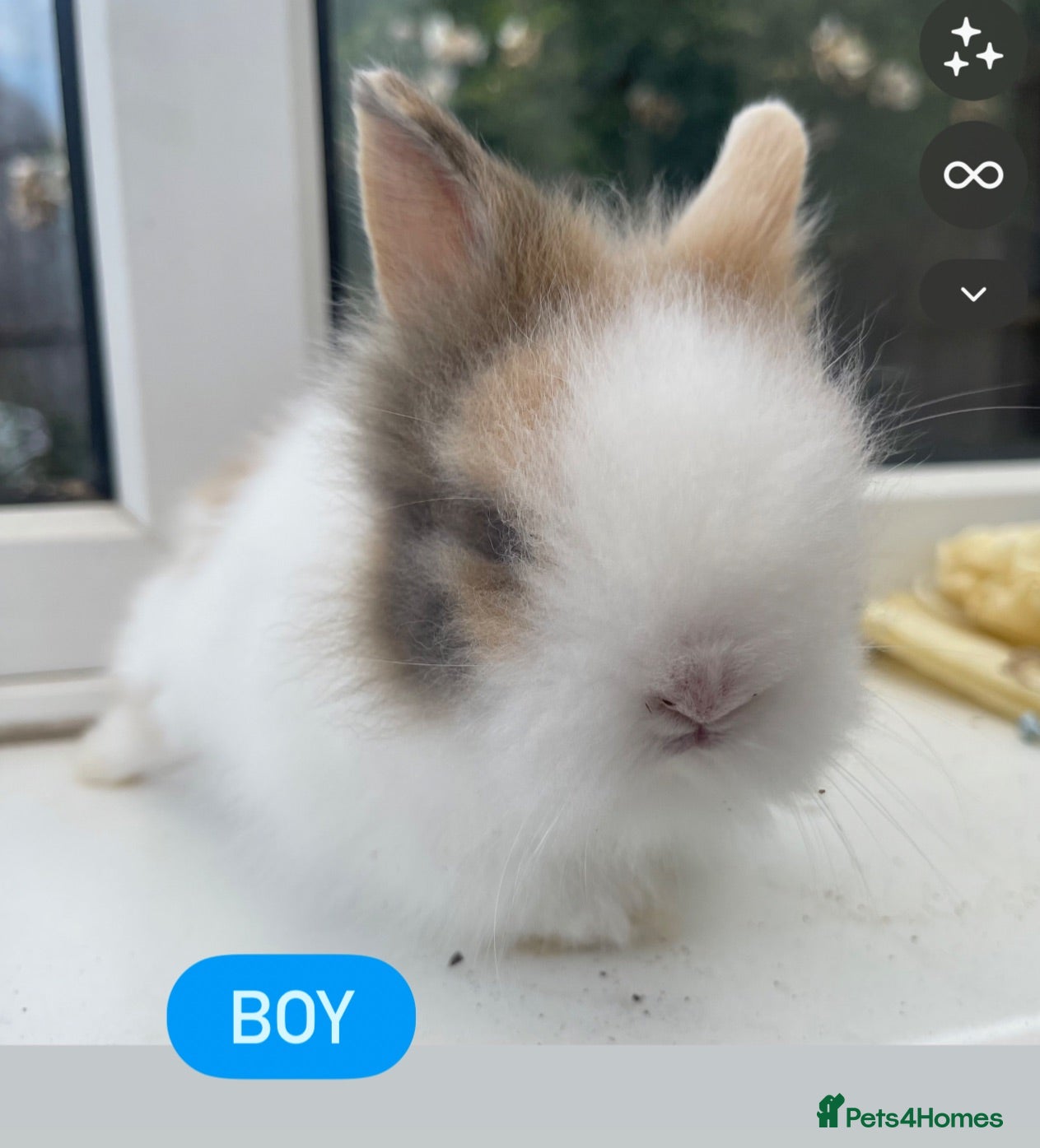 Lionhead rabbits Beautiful purebred double maned baby bunnies 🐰  - Advert 18