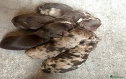 Cockapoo dogs for sale: Beautiful cockapoos looking for forever homes - Image 14
