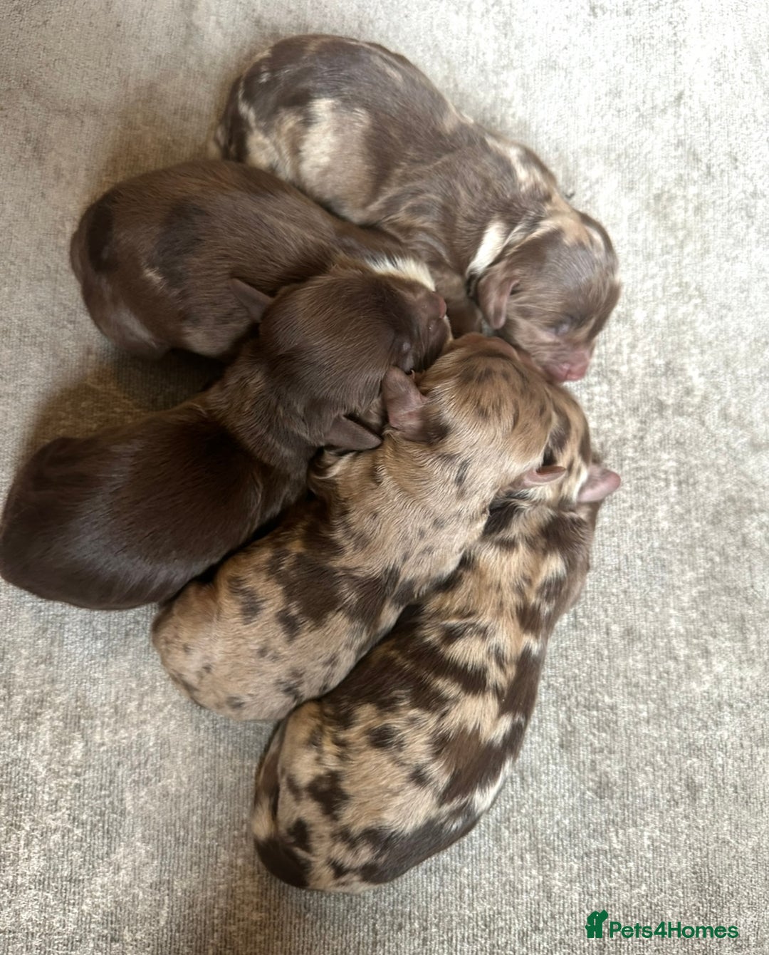 Cockapoo dogs for sale: Beautiful cockapoos looking for forever homes - Image 14