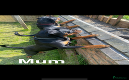Rottweiler dogs for sale: 🏆(Kc)Champion bloodline Rottweiler puppies. - Image 12