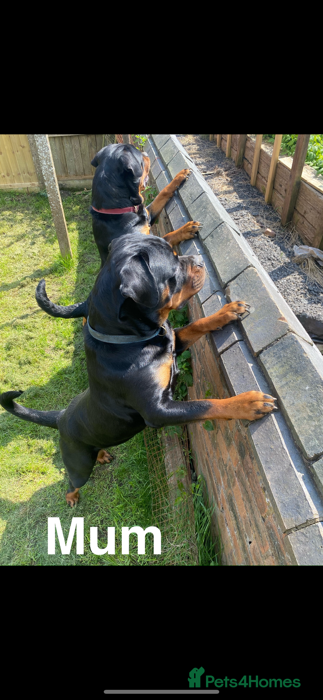 Rottweiler dogs for sale: 🏆(Kc)Champion bloodline Rottweiler puppies. - Image 12