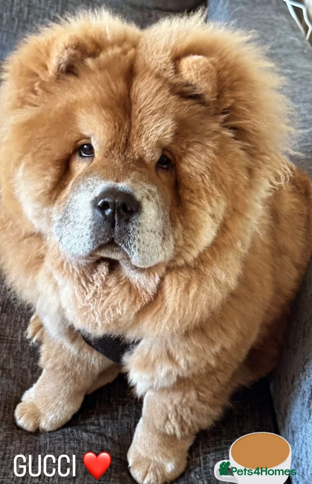 Chow Chow dogs for sale: Chow Chow boy - Advert 1