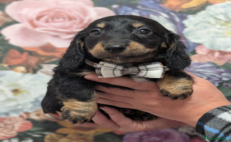 Dachshund dogs - Advert 5