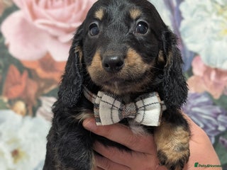 Dachshund dogs - Advert 4