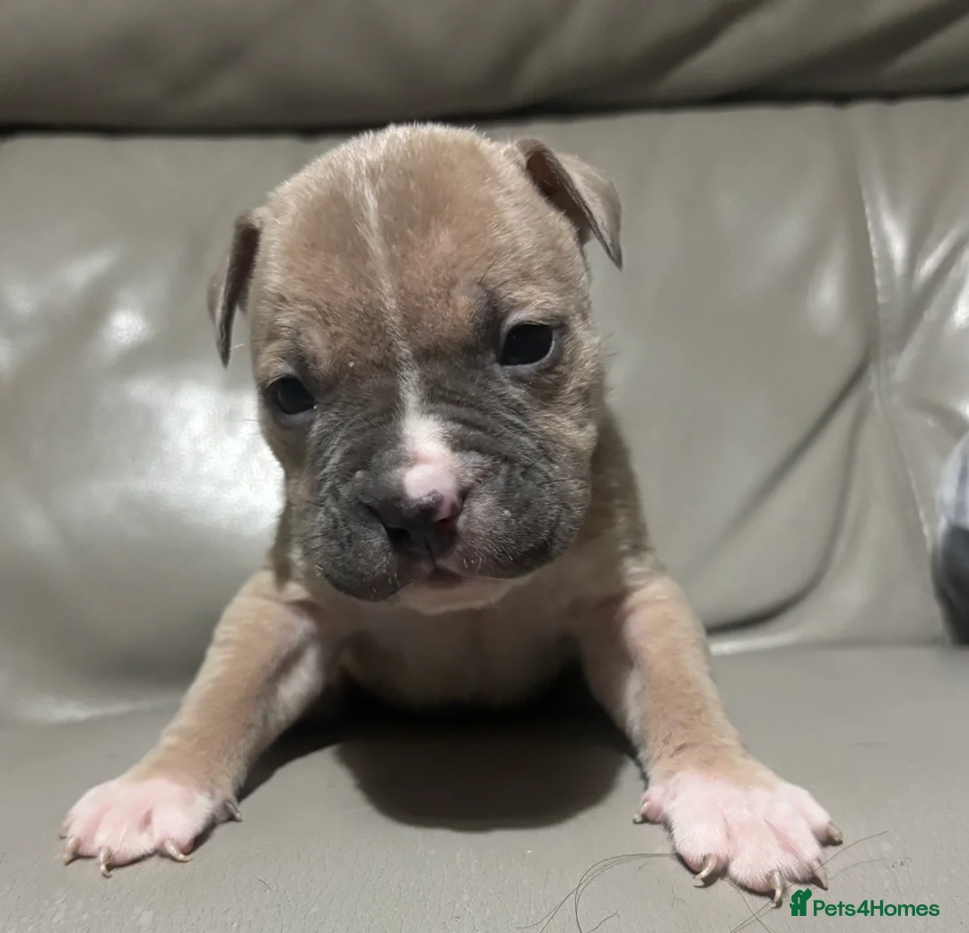 Mixed Breed dogs for sale: American bulldog cross American staff  - Advert 7