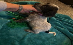 Cocker Spaniel dogs for sale: Georgous blue roan cocker spaniels - Image 23