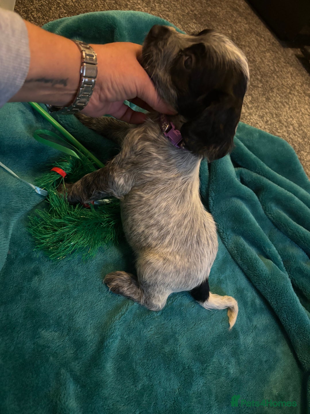 Cocker Spaniel dogs for sale: Georgous blue roan cocker spaniels - Image 23