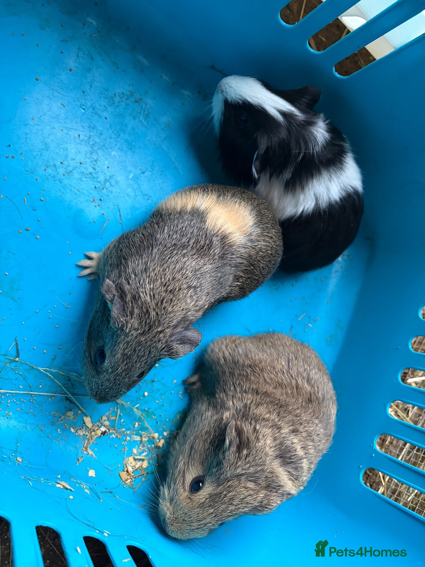 Guinea Pig rodents Baby male guinea pigs - Advert 2