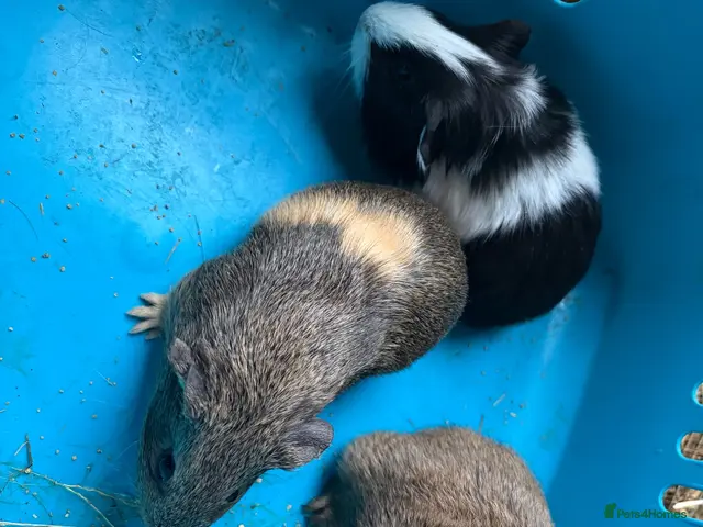 Guinea Pig rodents for sale: Baby male guinea pigs - Advert 2