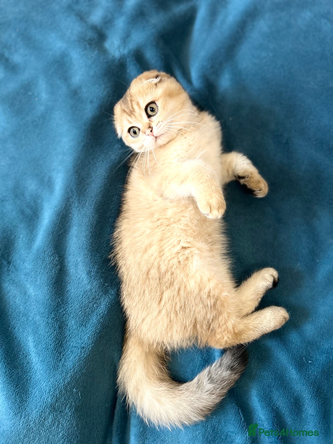 Scottish Fold cats for sale: Gold Chinchilla Scottish fold baby’s  - Image 16