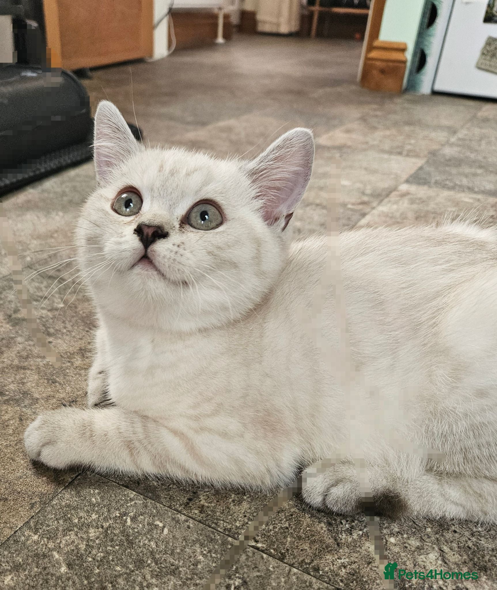 British Shorthair cats MUST GO GCCF Active British Shorthair Male  - Advert 11