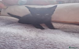 British Shorthair cats for sale: 4 kittens available to go now - Advert 4