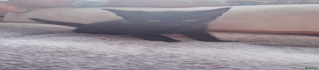 British Shorthair Kitten 3