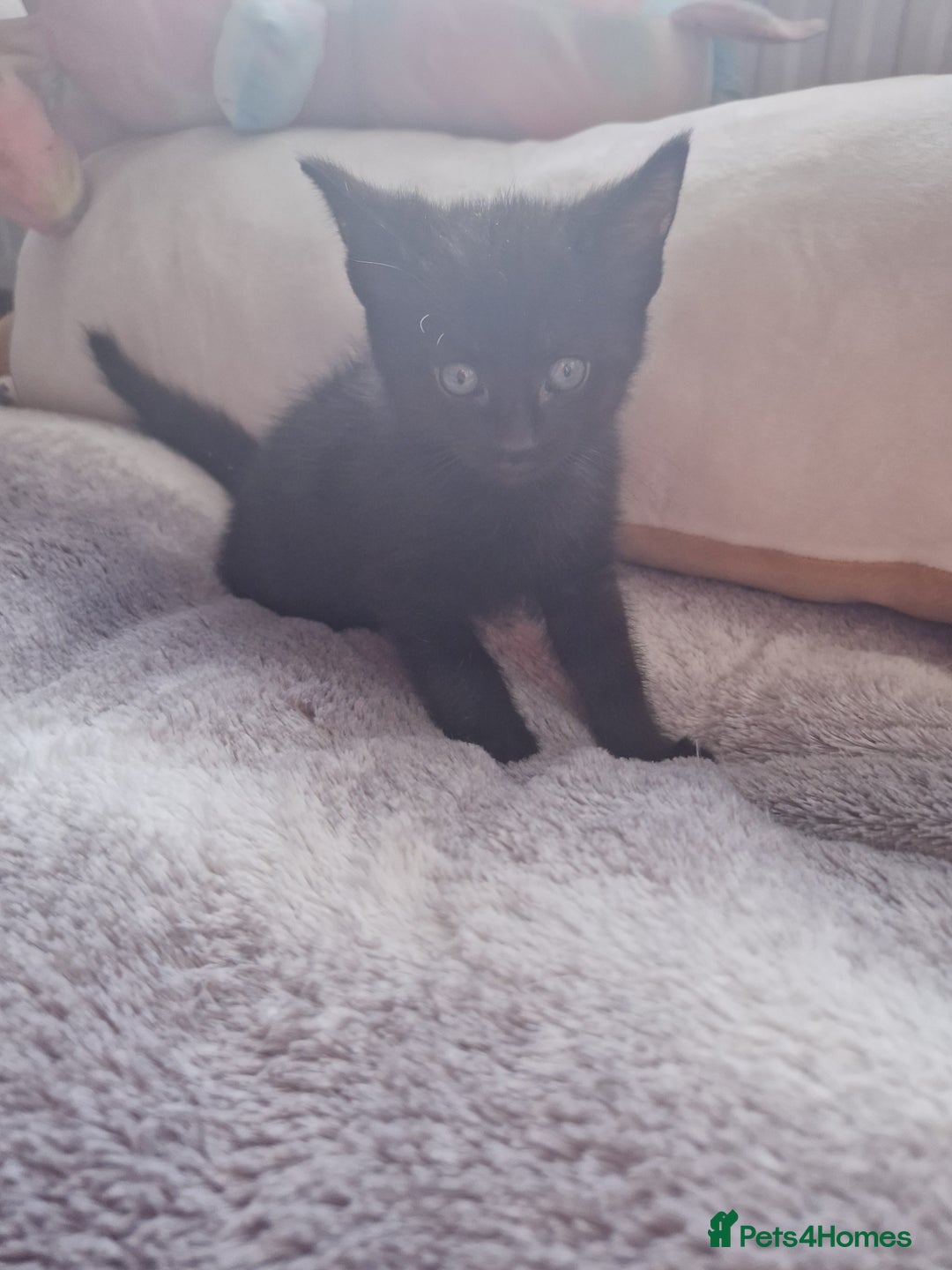 British Shorthair cats for sale: 4 kittens available to go now - Advert 4