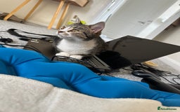 Mixed Breed cats for sale: Adorable Kitten Girl Seeking a Loving Forever Home - Image 2