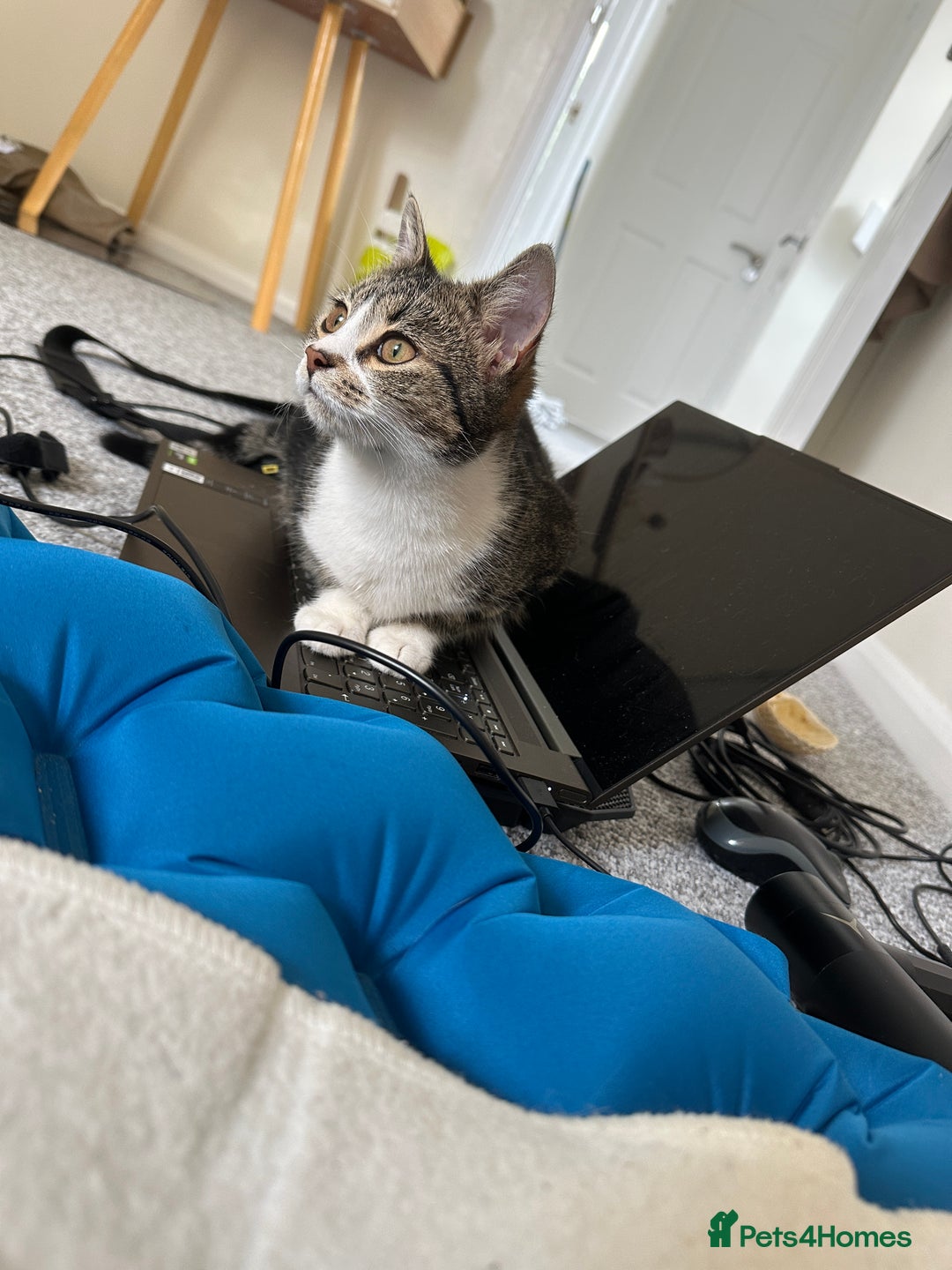Mixed Breed cats for sale: Adorable Kitten Girl Seeking a Loving Forever Home - Image 2