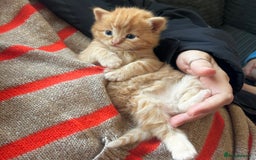 Ragdoll cats for sale: Tabby Ragdoll Kittens ❤️‍🔥 - Advert 4