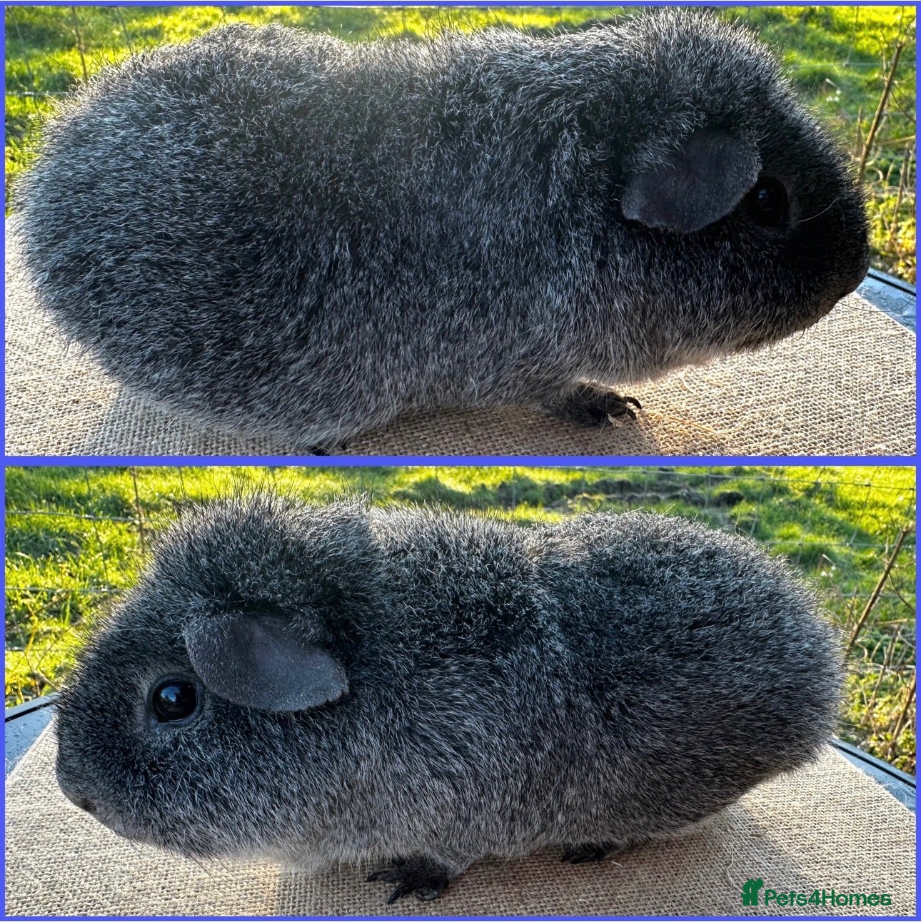 Guinea Pig rodents Rex Boar  - Advert 1