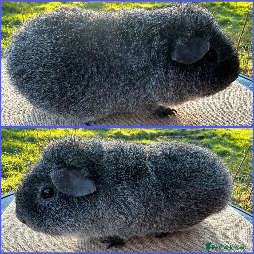 Guinea Pig rodents for sale: Rex Boar  - Advert 1