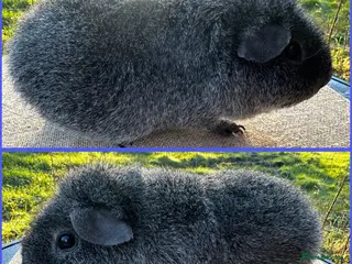 Guinea Pig rodents Rex Boar - Advert 3